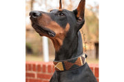 "Earth" Beaded Dog Collar - Horse Country Trading Company