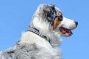 "Zebra" Beaded Dog Collar - Horse Country Trading Company