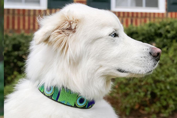 "Peacock" Beaded Dog Collar - Horse Country Trading Company