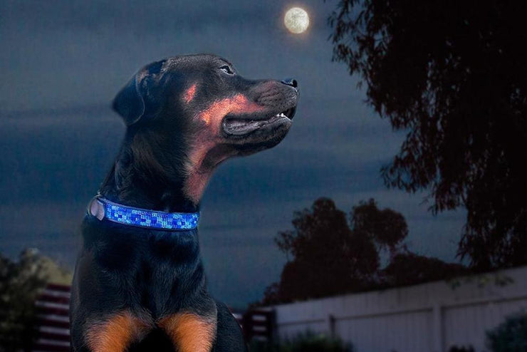 "Moonbeam" Beaded Dog Collar - Horse Country Trading Company