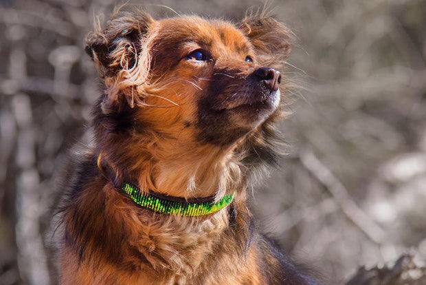 "Rainforest" Beaded Dog Collar - Horse Country Trading Company