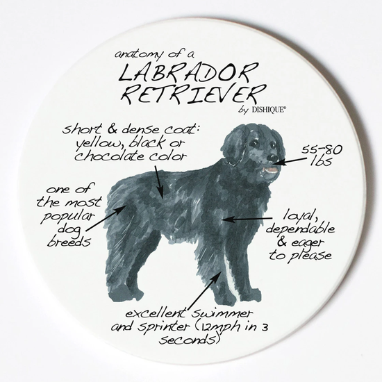 Labrador Retiever Anatomy Single Coaster - Horse Country Trading Company